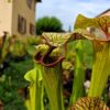 Sarracenia x inconnu (OB mix seeds 2017) – Image 2