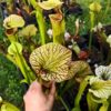 Sarracenia x inconnu (OB mix seeds 2017) – Image 3