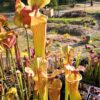 Sarracenia x moorei -- 'Leah Wilkerson' (H112, MK) - Image 7