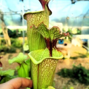 Sarracenia x moorei -- 'Leah Wilkerson' (H112, MK)