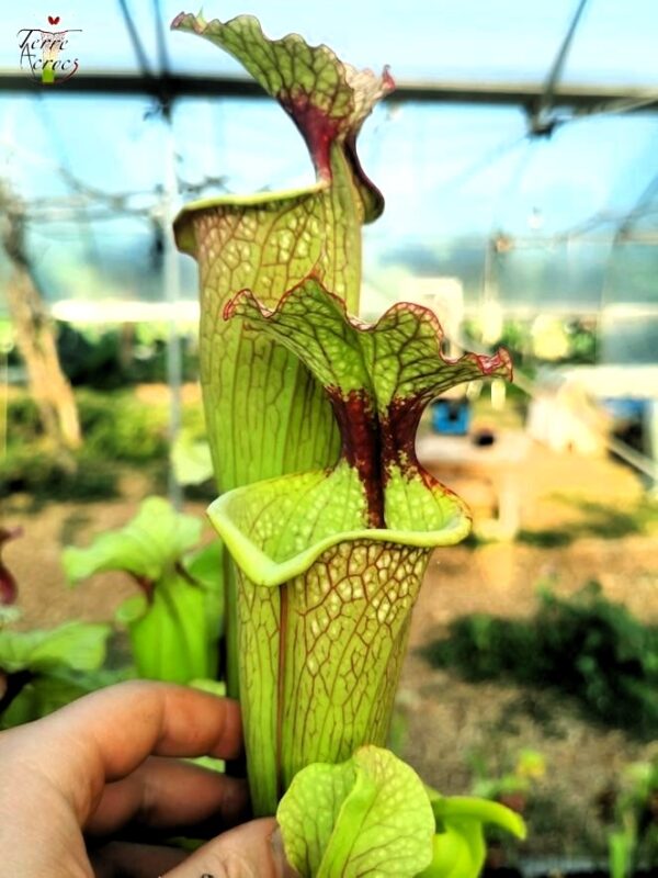 Sarracenia x moorei -- 'Leah Wilkerson' (H112, MK)