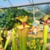 Sarracenia x moorei -- 'Leah Wilkerson' (H112, MK) - Image 3