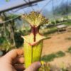 Sarracenia x moorei -- 'Leah Wilkerson' (H112, MK) - Image 2