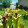 Sarracenia x moorei -- 'Leah Wilkerson' (H112, MK) - Image 4