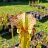 Sarracenia x moorei -- 'Leah Wilkerson' (H112, MK) - Image 5