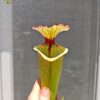 Sarracenia x moorei -- 'Leah Wilkerson' (H112, MK) - Image 8