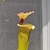 Sarracenia x moorei -- 'Leah Wilkerson' (H112, MK) - Image 9