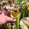 Sarracenia x moorei -- 'Leah Wilkerson' (H112, MK) - Image 6