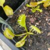 Dionaea Triton – Image 2