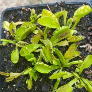 Dionaea Triton