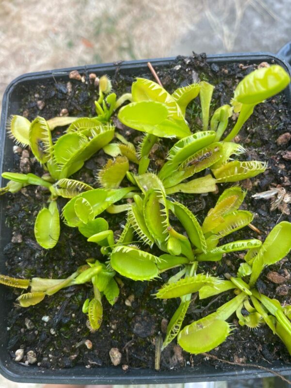 Dionaea Triton