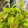 Dionaea Whale – Image 3