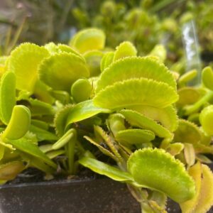 Dionaea Whale