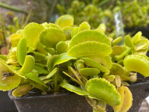 Dionaea Whale