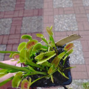 dionaea 022
