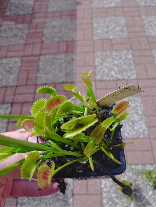 dionaea 022