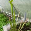 Sarracenia Flava – Image 3