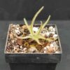 Pinguicula Gypsicola – Image 2