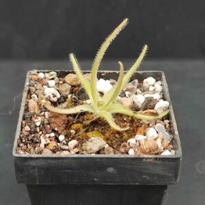 Pinguicula Gypsicola