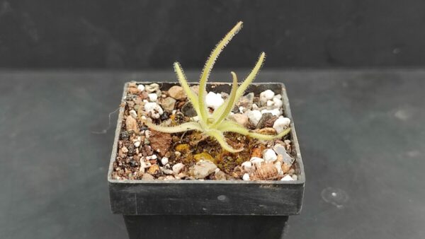 Pinguicula Gypsicola