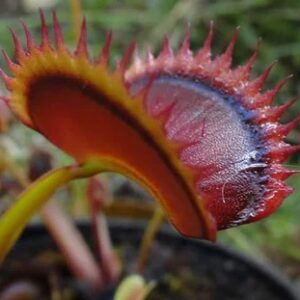 dionaea muscipula wine mouth