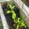 Dionaea Muscipula – Image 8