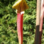 Sarracenia Black widow Sx113