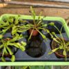 Dionaea Muscipula – Image 9