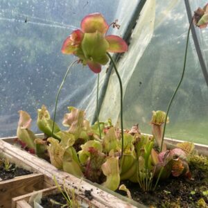 Sarracenia Purpurea Venosa