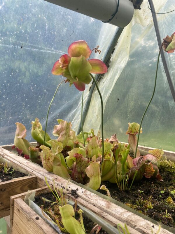 Sarracenia Purpurea Venosa