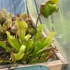 Sarracenia Purpurea Venosa – Image 5