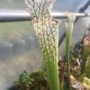 Sarracenia Leucophylla Leucophylla hybride similaire à Mont Blanc – Image 2