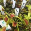 Dionaea Muscipula Sawtooth x Piranha cultivar taille XL (XL size) – Image 2