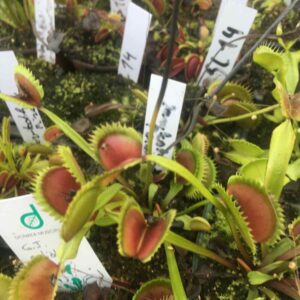 Lots 6 plants semi adultes de dionaea cultivars hybrides horticoles + 3 variétés de droseras