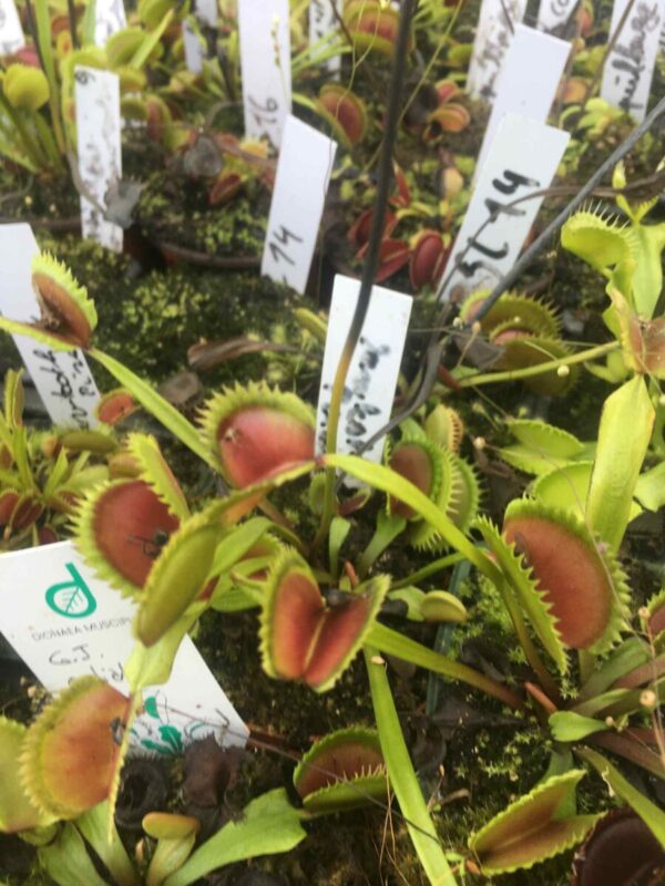 Lots 6 plants semi adultes de dionaea cultivars hybrides horticoles + 3 variétés de droseras