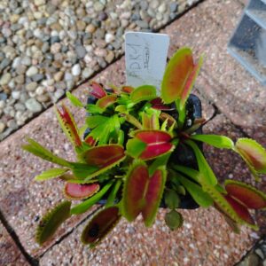 dionaea adk1