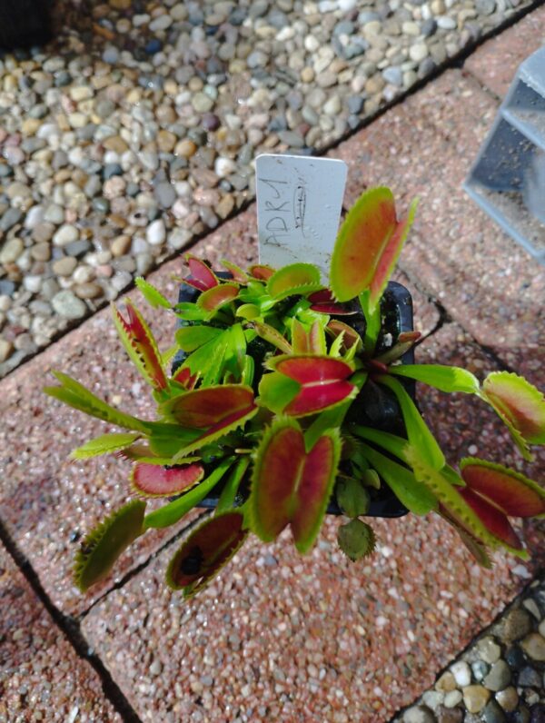 dionaea adk1