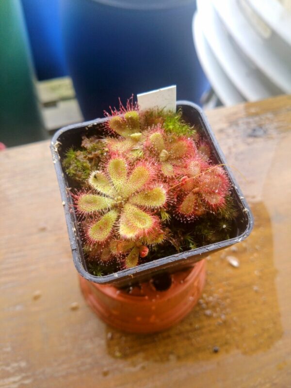 Drosera cuneifolia