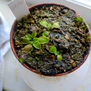 Pinguicula orchidioides