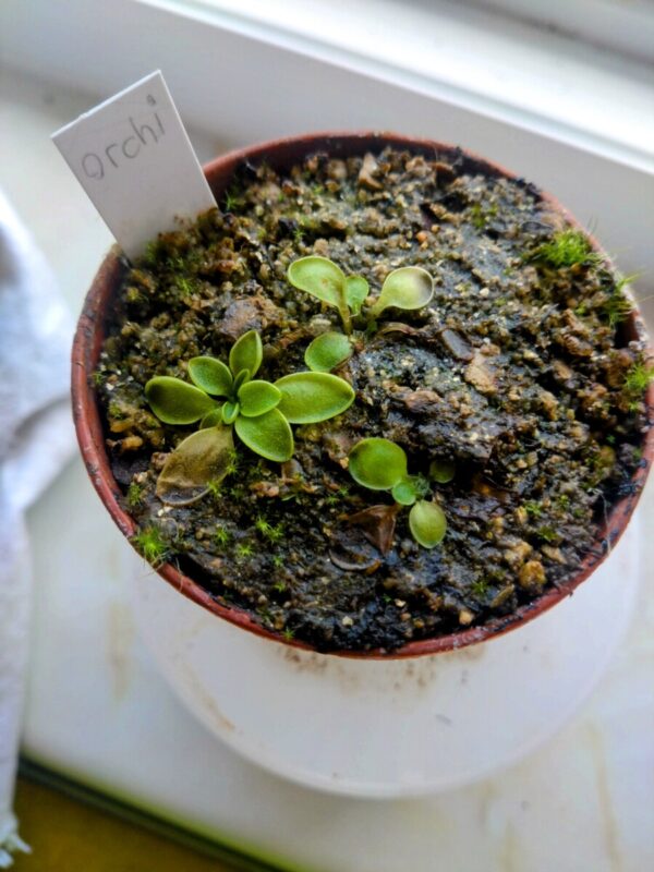 Pinguicula orchidioides