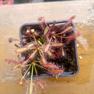 Drosera capensis dwarf