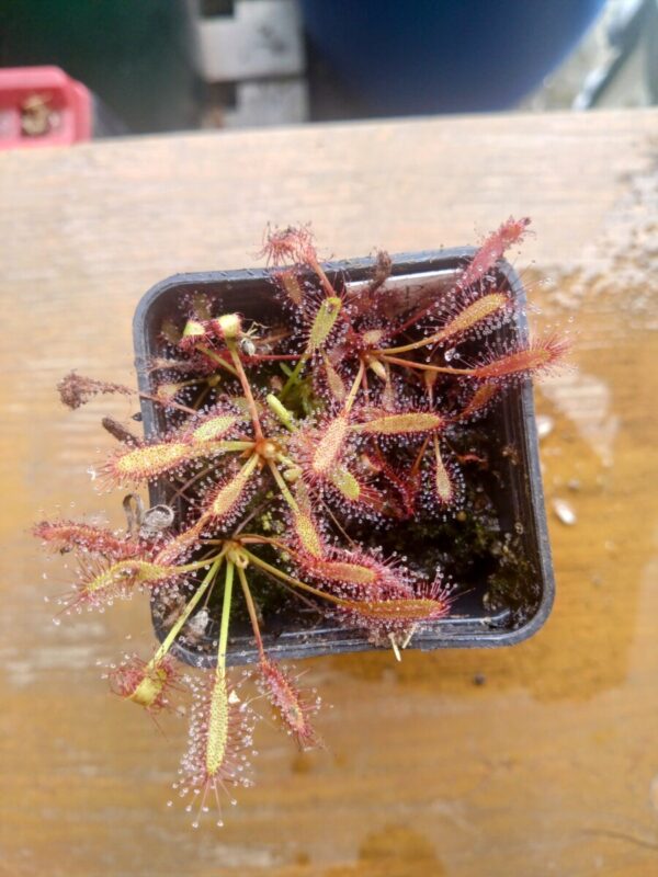 Drosera capensis dwarf