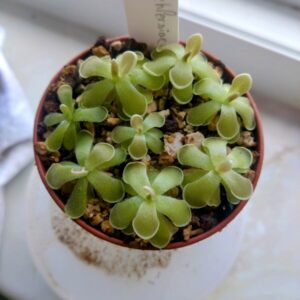 Pinguicula ehlersiae