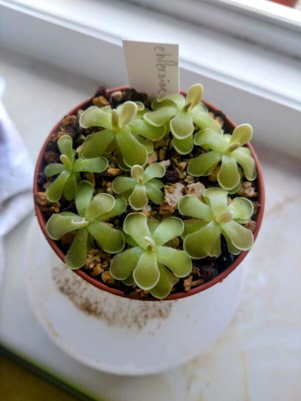 Pinguicula ehlersiae