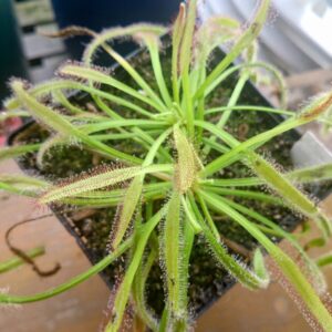 Drosera capensis matroosberg