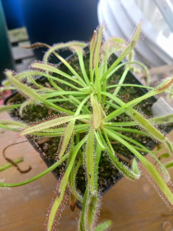 Drosera capensis matroosberg