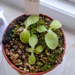 Pinguicula macrophylla
