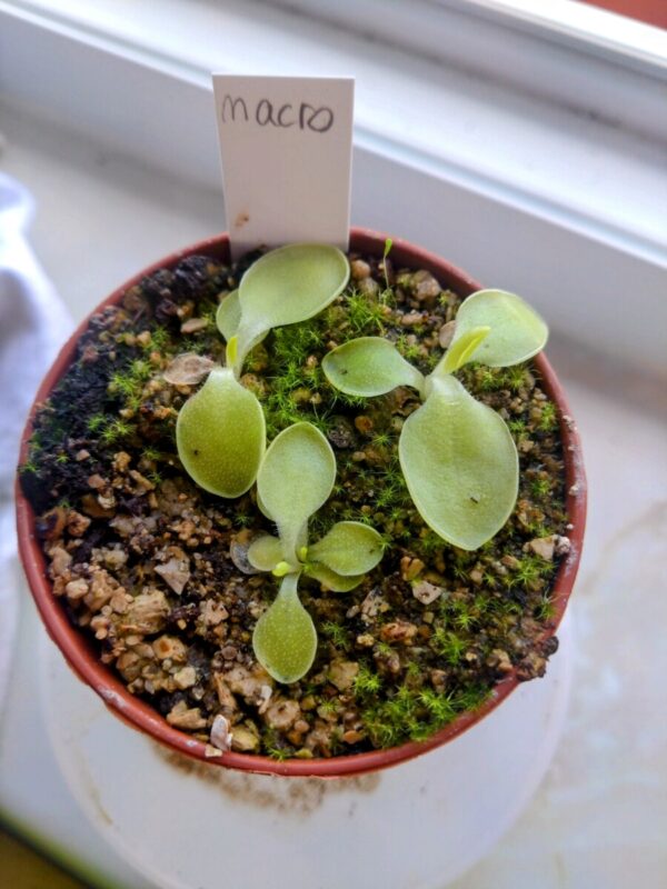 Pinguicula macrophylla