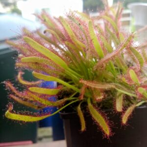 Drosera capensis kali