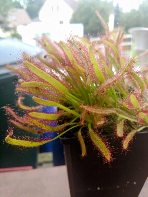 Drosera capensis kali